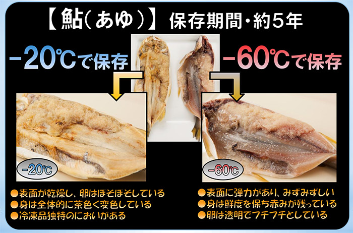 超低温冷凍庫の比較