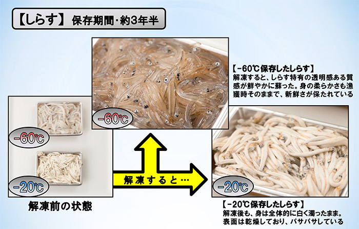 超低温比較・しらす