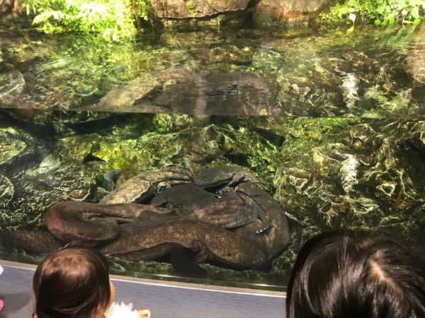 季節も良くなり、過ごしやすい季節になってきたので、家族みんなで『京都水族館』へ行きました。
