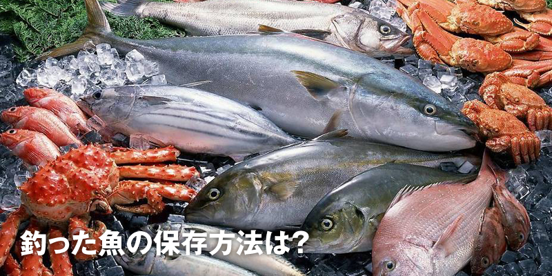 釣った魚の保存方法は 超低温冷凍庫 冷凍ショーケース 業務用冷凍庫のユウキ